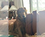 Small Photo #4 Golden Retriever Puppy For Sale in St. Louis Park, MN, USA