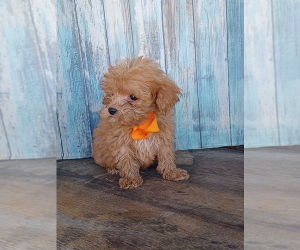 Medium Photo #1 Goldendoodle (Miniature) Puppy For Sale in NILES, MI, USA