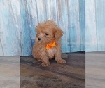 Small Photo #1 Goldendoodle (Miniature) Puppy For Sale in NILES, MI, USA