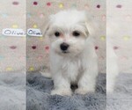 Small Photo #7 Maltese Puppy For Sale in MOMEYER, NC, USA