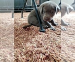 Small Photo #5 Labrador Retriever Puppy For Sale in FLAGLER, CO, USA