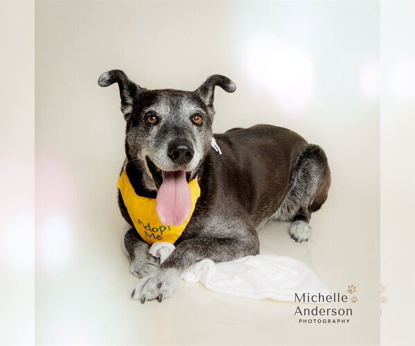 Medium Photo #2 German Shepherd Dog-Unknown Mix Puppy For Sale in Corona, CA, USA