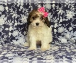 Small #2 Cavapoo