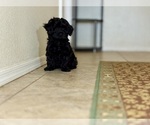 Small #1 Poovanese