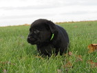 Small Photo #8 Labrador Retriever Puppy For Sale in FORT RECOVERY, OH, USA