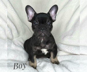 French Bulldog Puppy for sale in BOTHELL, WA, USA