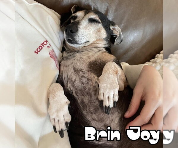 Medium Photo #26 Dachshund Puppy For Sale in San Antonio, TX, USA