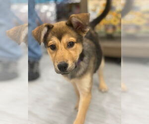 Gerberian Shepsky Dogs for adoption in GILBERTS, IL, USA