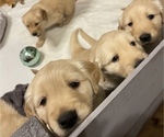 Small Photo #8 Golden Retriever Puppy For Sale in SMITHVILLE, TX, USA