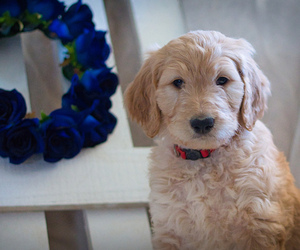 Goldendoodle Puppy for sale in PRESCOTT VALLEY, AZ, USA