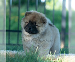 Puppy Beast Chow Chow