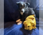 Small #5 Border Collie