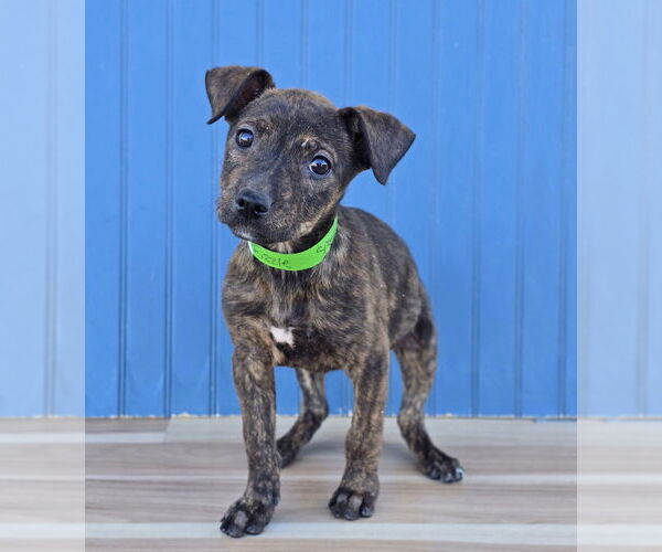 Medium Photo #4 American Pit Bull Terrier-Labrador Retriever Mix Puppy For Sale in Lakewood, CO, USA