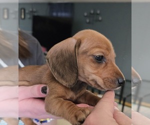 Dachshund Puppy for sale in MADISONVILLE, TN, USA