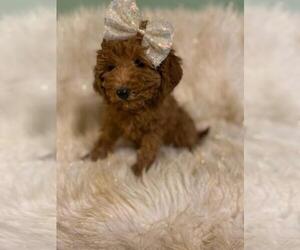 Goldendoodle-Poodle (Miniature) Mix Puppy for sale in INDIANAPOLIS, IN, USA