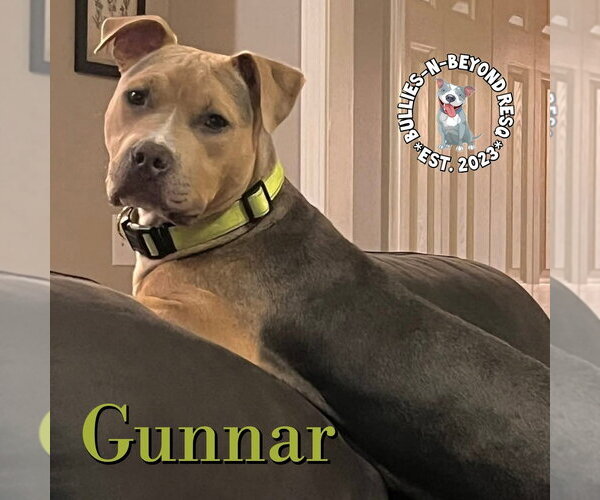 Medium Photo #4 American Pit Bull Terrier-Unknown Mix Puppy For Sale in Omaha, NE, USA