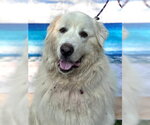Small Great Pyrenees
