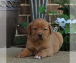 Small Photo #4 Labrador Retriever Puppy For Sale in BIRD IN HAND, PA, USA