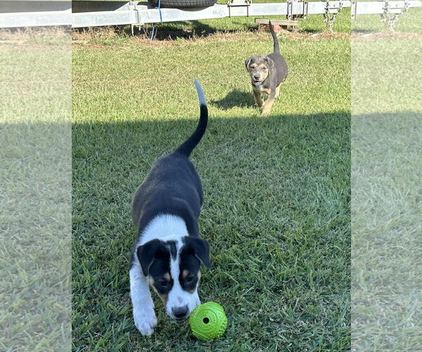 Medium Photo #4 Labrador Retriever-Unknown Mix Puppy For Sale in Garner, NC, USA