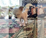 Small Photo #2 Shih Tzu Puppy For Sale in LEBANON, OR, USA