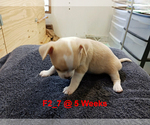 Small Photo #4 Chihuahua Puppy For Sale in BELLE FOURCHE, SD, USA