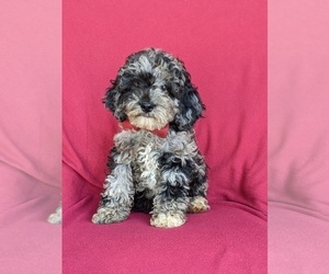 Cock-A-Poo-Poodle (Miniature) Mix Puppy for sale in LINCOLN UNIVERSITY, PA, USA