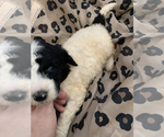 Small Photo #4 Poodle (Standard) Puppy For Sale in VENETA, OR, USA