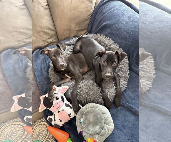 Medium Photo #1 Chihuahua-Labrador Retriever Mix Puppy For Sale in Virginia Beach, VA, USA