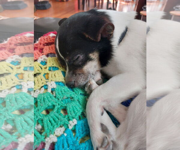 Medium Photo #7 Chihuahua-Unknown Mix Puppy For Sale in Wakefield, RI, USA