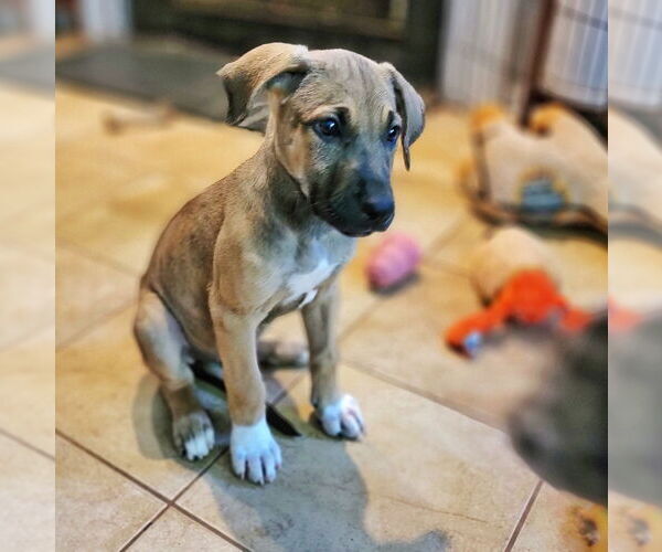 Medium Photo #5 German Shepherd Dog-Great Dane Mix Puppy For Sale in Raleigh, NC, USA