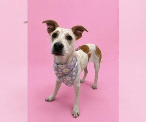 Mutt Dogs for adoption in Sandy, UT, USA
