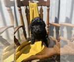 Puppy Victoria Goldendoodle (Miniature)