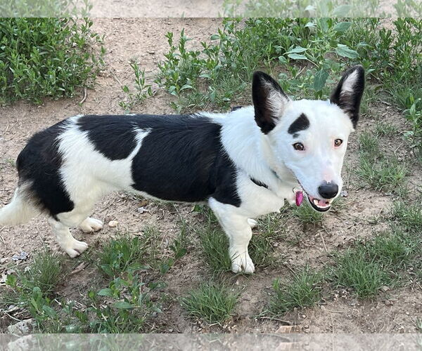 Medium Photo #4 Border Collie-Pembroke Welsh Corgi Mix Puppy For Sale in Denver , CO, USA