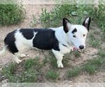 Small #3 Border Collie-Pembroke Welsh Corgi Mix
