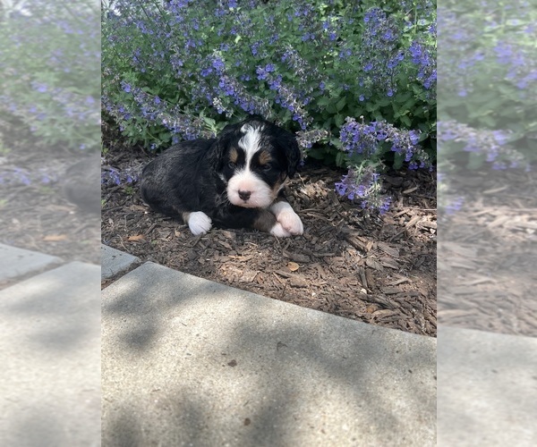 Medium Photo #43 Bernedoodle Puppy For Sale in MARTINSVILLE, IN, USA