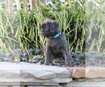 Small Photo #6 Jug Puppy For Sale in MOUNT SOLON, VA, USA