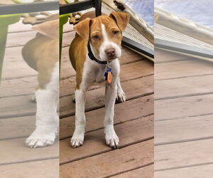 Unknown-Whippet Mix Dogs for adoption in Minneapolis, MN, USA