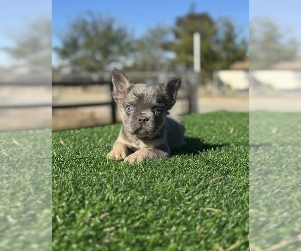 Medium Photo #19 French Bulldog Puppy For Sale in HOUSTON, TX, USA