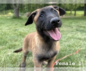 Belgian Malinois Puppy for sale in GREENUP, IL, USA