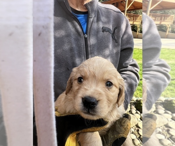 Medium Photo #3 Golden Retriever Puppy For Sale in TUALATIN, OR, USA