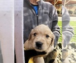 Small Photo #3 Golden Retriever Puppy For Sale in TUALATIN, OR, USA