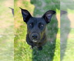 Small #1 Labrador Retriever Mix