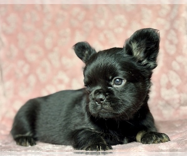 Medium Photo #5 French Bulldog Puppy For Sale in NEWTON, NJ, USA