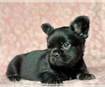 Small #4 French Bulldog