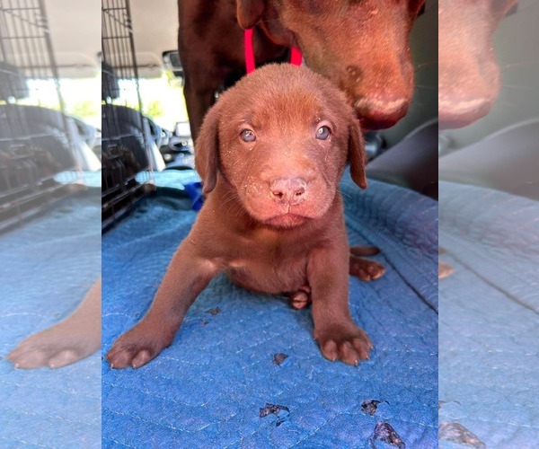 Medium Photo #2 Labrador Retriever-Unknown Mix Puppy For Sale in Fort Worth, TX, USA