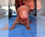 Small #1 Labrador Retriever Mix