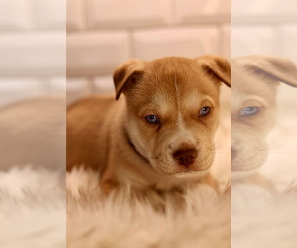 Medium Photo #1 Bulldog-Unknown Mix Puppy For Sale in Duluth, MN, USA