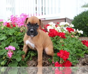 Boxer Puppy for sale in SHILOH, OH, USA