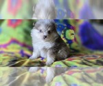 Small Pomeranian