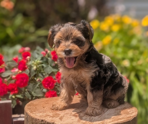 Medium Photo #19 Yorkipoo Puppy For Sale in GOSHEN, IN, USA